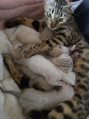 Bengal Kitten mit Stammbam Eltern 10 Tests Kitten Katze Kater 