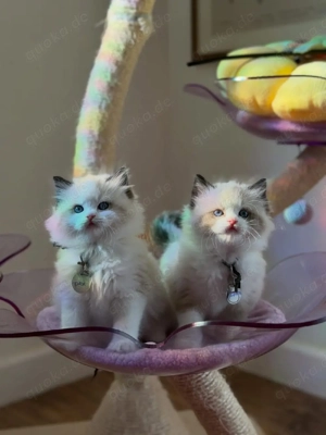 Bezaubernde Ragdoll-Kätzchen