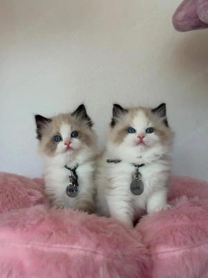 Bezaubernde Ragdoll-Kätzchen