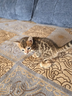 Bengal Kitten mit Stammbam Eltern 10 Tests Kitten Katze Kater  Bild 8