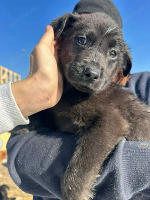 Xaver, kleiner, schnuckeliger Hundebub sucht seine Menschen