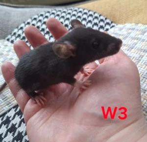 Rattenbabys Weibchen 