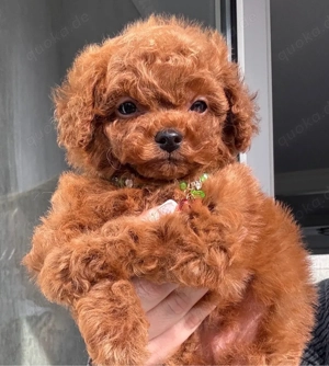 exlusiv reinrassige asiatische toypudel rot  rüde 