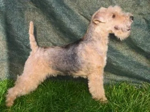 Lakeland Terrier Welpen abzugeben!