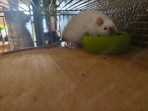 Siam Ratte Weibchen 6 Monate zahm