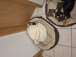 Französische Bulldogge Rüde   1 Jahr alt   geimpft mit Papieren