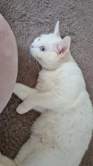 Katzen suchen Zuhause