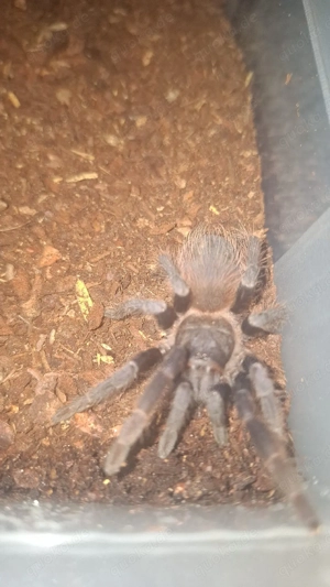 vogelspinnen abzugeben 