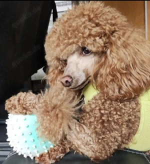 6 Reinrassige Toypudel Welpen 