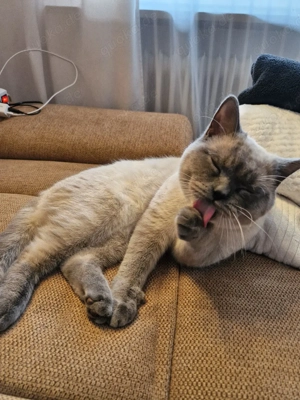 BKH Deckkater   Blue Point, geimpft & stubenrein 