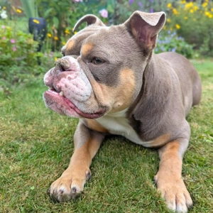 Laila - ist ein gemütlicher Hund 