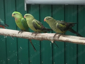 Prachtrosella, Bergsittiche, Schildsittiche, Halsbandsittiche abzugeben.