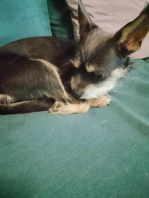 Hündin zu verkaufen 