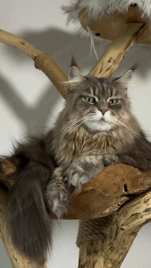 Wunderschönes Maine Coon Mädchen sucht neues Zuhause