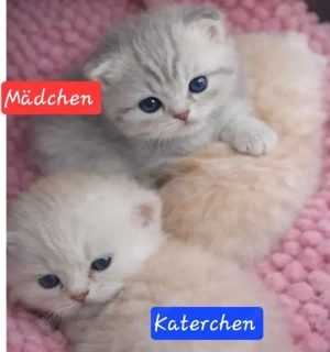 Britisch kurzhaar Kitten 
