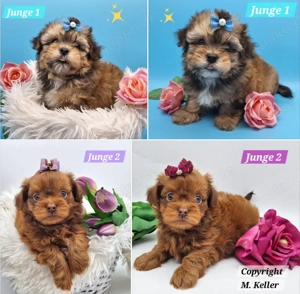 Bildschöne Bolonka Zwetna Welpen