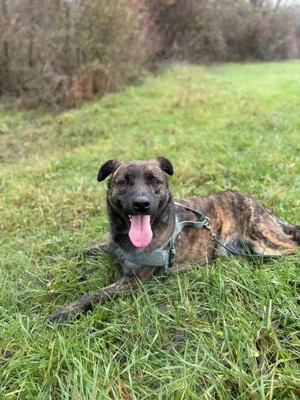 Wir suchen händeringend Pflegestellen für unsere Schützlinge im Raum Frankfurt