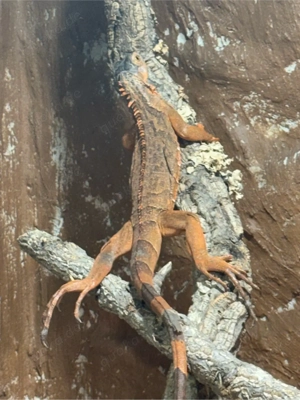 Iguana Iguana 0.0.2. Blau und Rot 