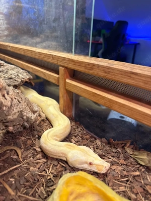 Albino het anery 