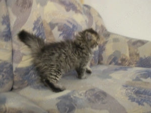 BLH Kitten Weiblich sucht neues Zuhause 13.1. 26 geb   