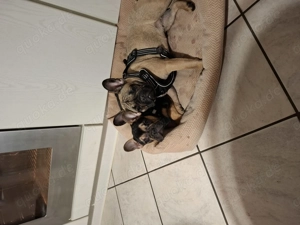 Französische Bulldogge