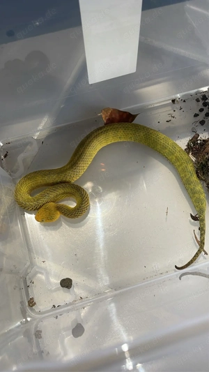 Atheris Paar 3 Jahre alt 