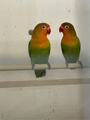 Agaporniden Naturfarben abzugeben