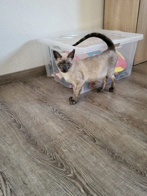 Bengal Katze reinrassig