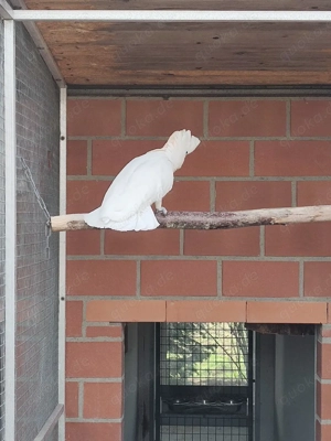 Salamonen Kakadu,Hahn