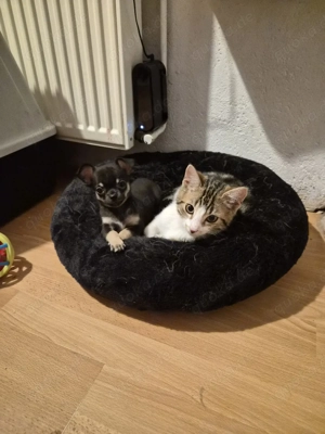 Chihuahua junge mini