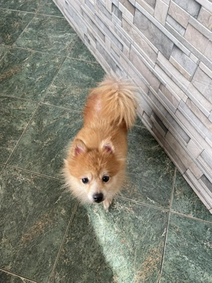 LEXI - kleine Seniorenhündin *reserviert* Bild 5