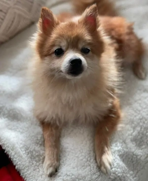 LEXI - kleine Seniorenhündin (wartet in Rumänien)