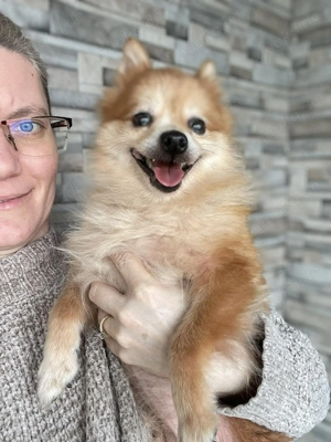 LEXI - kleine Seniorenhündin *reserviert* Bild 2
