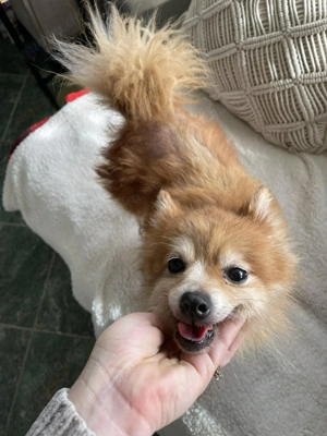 LEXI - kleine Seniorenhündin *reserviert* Bild 3