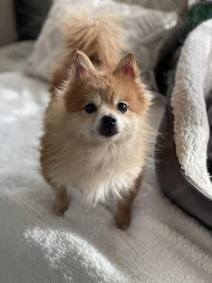 LEXI - kleine Seniorenhündin *reserviert* Bild 4