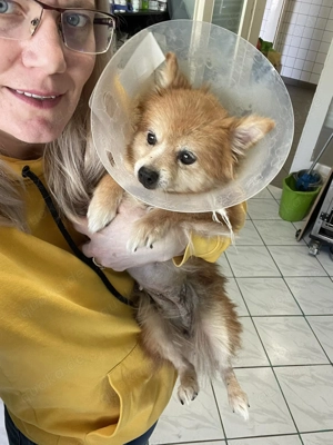 LEXI - kleine Seniorenhündin *reserviert* Bild 9