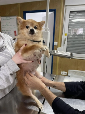 LEXI - kleine Seniorenhündin *reserviert* Bild 6