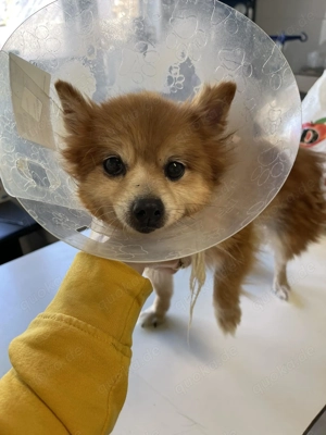 LEXI - kleine Seniorenhündin *reserviert* Bild 8