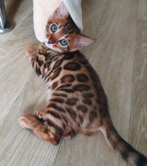 Süße Bengal-Kitten abzugeben