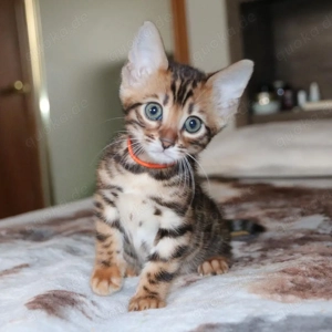 Süße Bengal-Kitten abzugeben