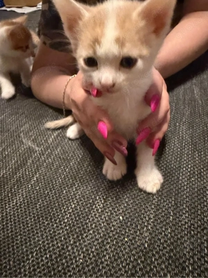 5 süsse katzen baby 