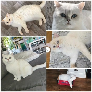 BKH Katerchen Bild 9