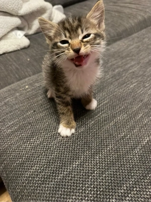 5 süsse katzen babys 