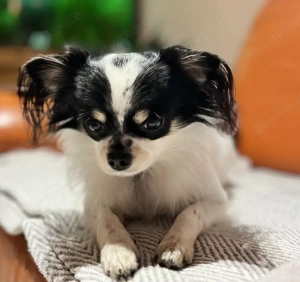 Deckrüde Chihuahua 