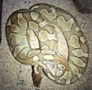 Python regius königspython  0,1 Bild 2