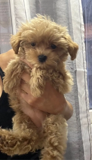 Maltipoo Welpen Rüden&Weibchen