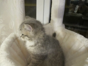 3 BKH  BLH Kitten suchen ein liebes Zuhause