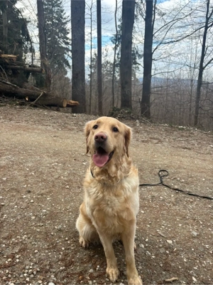 Golden Retriever sucht liebevolles Zuhause 