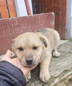 Welpe Sissi, 4 Monate, wird ca. 40 cm, lieb