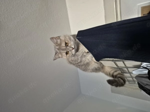 Sibirische Waldkatze  Scotisch Straight Mix 